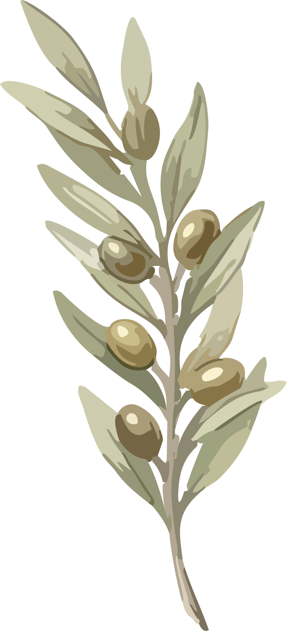 Olive branch